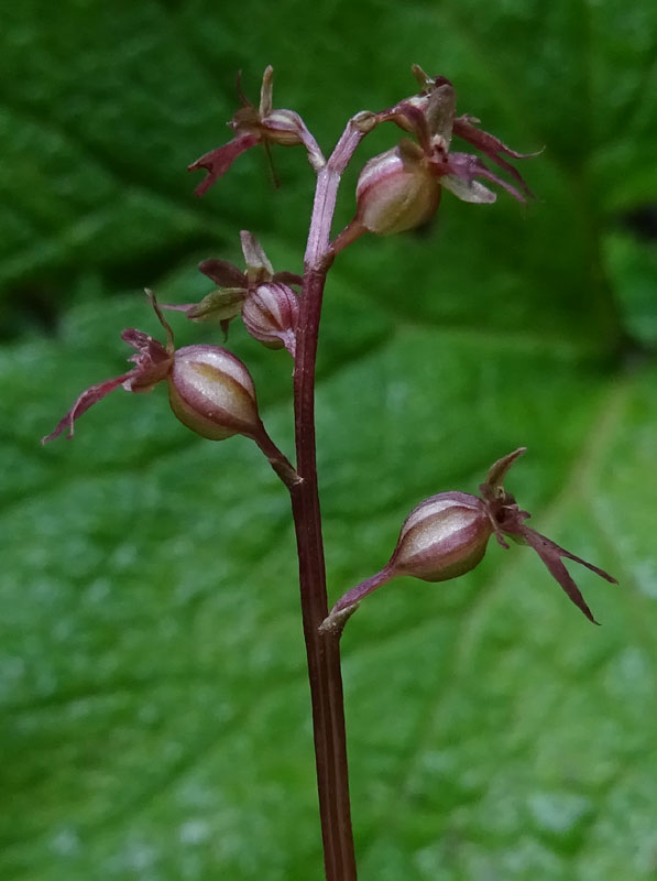 Listera cordata